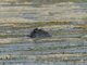 Black Heron (Egretta ardesiaca)