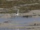Crab-Plover (Dromas ardeola)