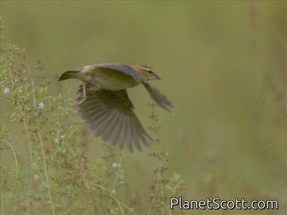 Black-winged Bishop (Euplectes hordeaceus)
