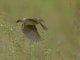 Black-winged Bishop (Euplectes hordeaceus)