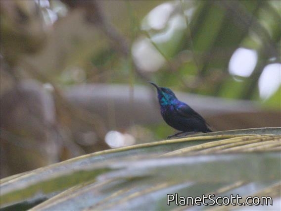 Pemba Sunbird (Cinnyris pembae)