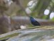 Pemba Sunbird (Cinnyris pembae)