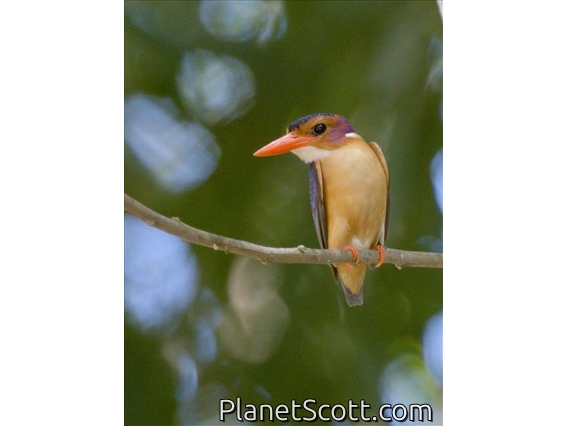 African Pygmy-Kingfisher (Ispidina picta)