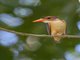 African Pygmy-Kingfisher (Ispidina picta)