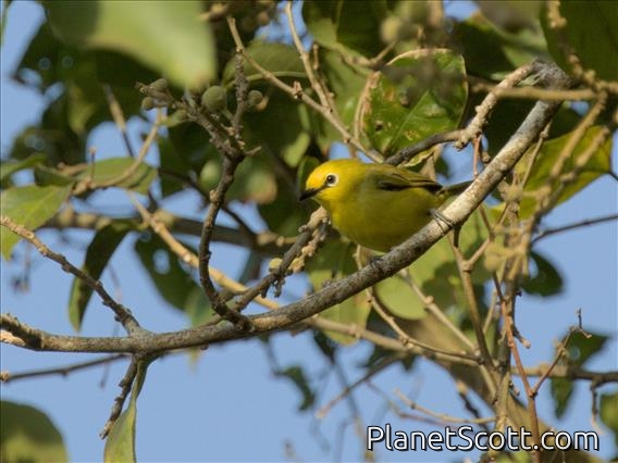 Pemba White-eye (Zosterops vaughani)