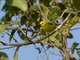 Pemba White-eye (Zosterops vaughani)