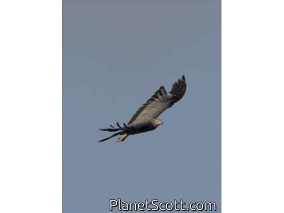 African Harrier-Hawk (Polyboroides typus)