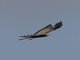 African Harrier-Hawk (Polyboroides typus)