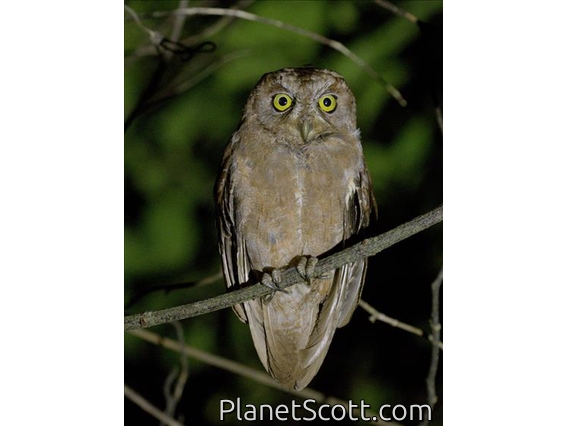 Pemba Scops-Owl (Otus pembaensis)