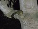 Small-eared Greater Galago (Otolemur garnettii)
