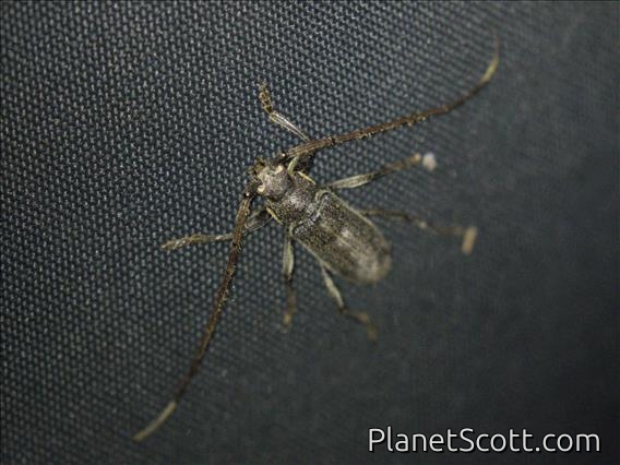 Teak Trunk Borer (Stromatium barbatum)