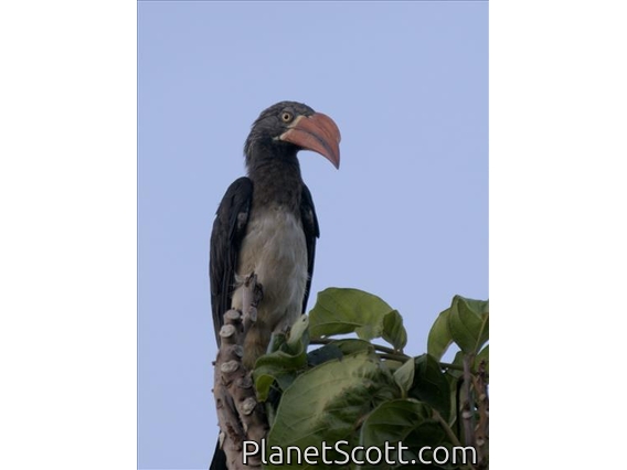 Crowned Hornbill (Lophoceros alboterminatus)