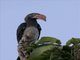 Crowned Hornbill (Lophoceros alboterminatus)