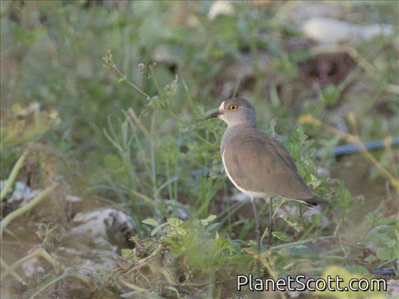 Senegal Lapwing (Vanellus lugubris)