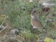 Senegal Lapwing (Vanellus lugubris)