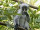 Zanzibar Red Colobus Monkey (Piliocolobus kirkii)