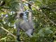 Zanzibar Red Colobus Monkey (Piliocolobus kirkii)