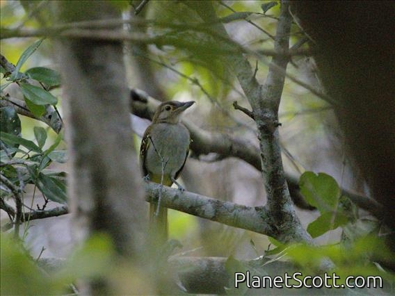 Eastern Nicator (Nicator gularis)
