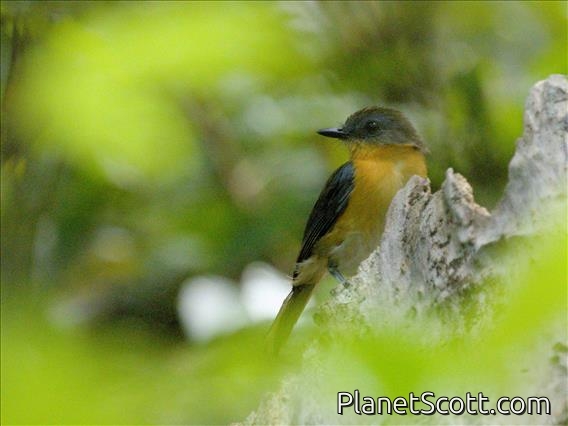 East Coast Akalat (Sheppardia gunningi)