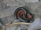 Red-legged Millipede (Epibolus pulchripes)
