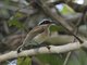 Short-tailed Batis (Batis mixta) - Female