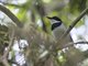 Short-tailed Batis (Batis mixta) - Male