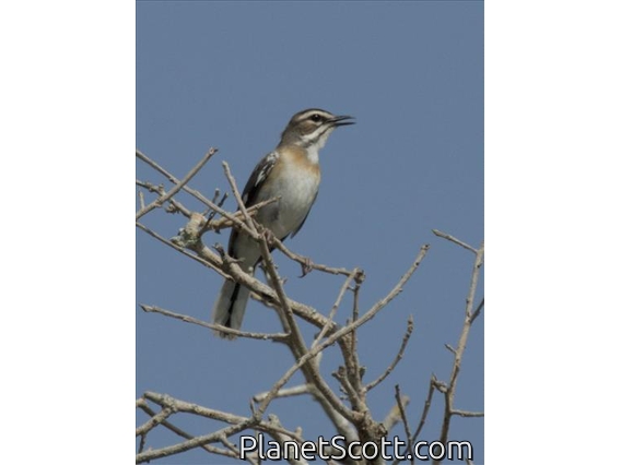 Bearded Scrub-Robin (Tychaedon quadrivirgata)