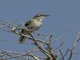 Bearded Scrub-Robin (Tychaedon quadrivirgata)