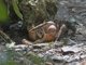 Brown Land Crab (Cardisoma carnifex)