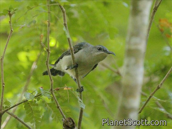 Mouse-colored Sunbird (Cyanomitra veroxii)