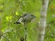 Mouse-colored Sunbird (Cyanomitra veroxii)