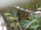 Black-and-rufous Sengi (Rhynchocyon petersi)