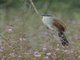 White-browed Coucal (Centropus superciliosus)