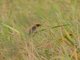Red-headed Quelea (Quelea erythrops)