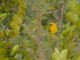 African Golden-Weaver (Ploceus subaureus)