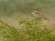 European Roller (Coracias garrulus)
