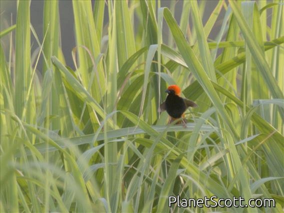 Zanzibar Red Bishop (Euplectes nigroventris)