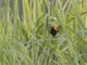 Zanzibar Red Bishop (Euplectes nigroventris)