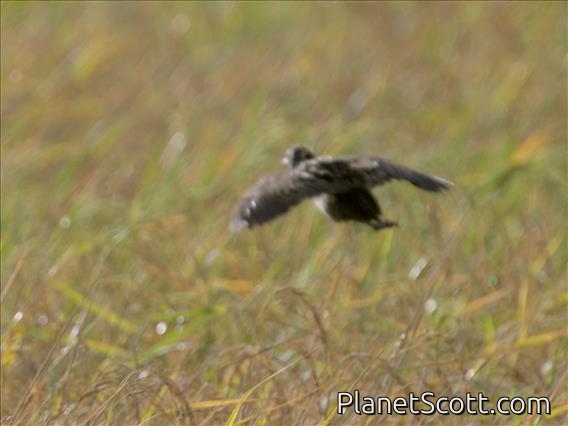 African Crake (Crecopsis egregia)