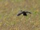 African Crake (Crecopsis egregia)