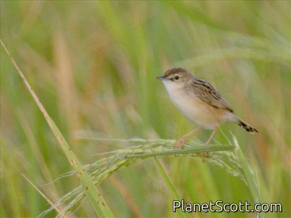 Zitting Cisticola (Cisticola juncidis)
