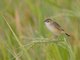 Zitting Cisticola (Cisticola juncidis)