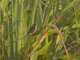 Zanzibar Red Bishop (Euplectes nigroventris) - Female