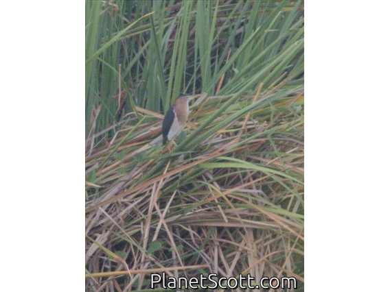 Little Bittern (Botaurus minutus)