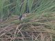 Little Bittern (Botaurus minutus)