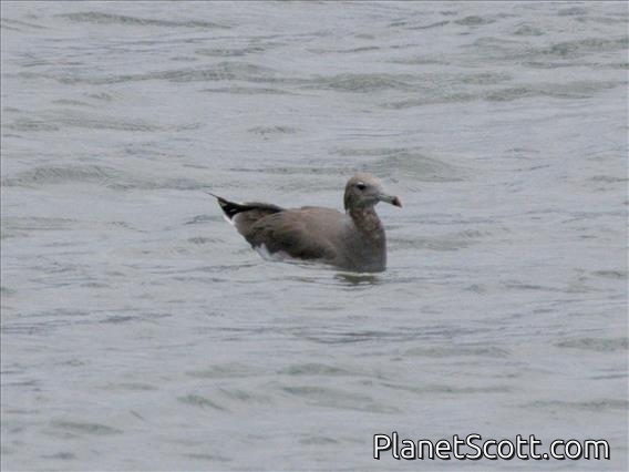 Sooty Gull (Ichthyaetus hemprichii)