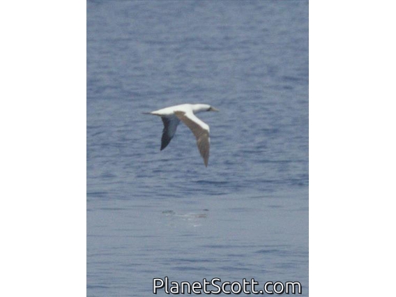 Masked Booby (Sula dactylatra)