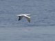 Masked Booby (Sula dactylatra)