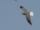 Sooty Gull (Ichthyaetus hemprichii)