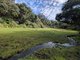 Arusha Forest Clearing by Barbara Carr